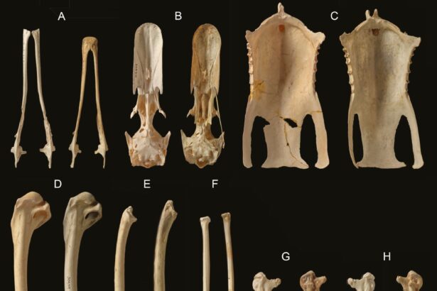 o specie unica in lume a fost descoperita pe insule din oceanul pacific 68a5fafe568ad