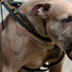 o tanara de 26 de ani a fost atacata de un amstaff pe strada in galati proprietarul amendat si cercetat penal 68b2c5eede3f2