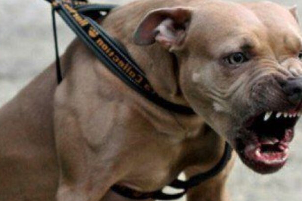 o tanara de 26 de ani a fost atacata de un amstaff pe strada in galati proprietarul amendat si cercetat penal 68b2c5eede3f2