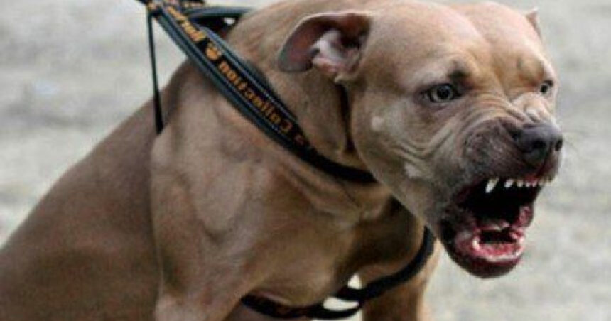 o tanara de 26 de ani a fost atacata de un amstaff pe strada in galati proprietarul amendat si cercetat penal 68b2c5eede3f2