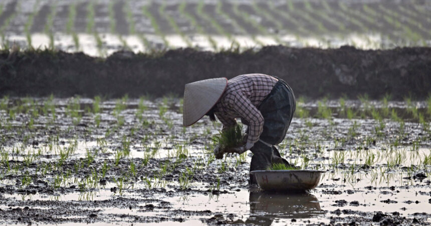 operatiunea orez pentru teren ce compensatii au primit fermierii vietnamezi pentru a face loc unui complex de golf al familiei trump 6899850e692cc