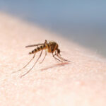 patru cazuri de infectie cu virusul west nile au fost inregistrate in aceasta vara in romania 689c0f129d32a