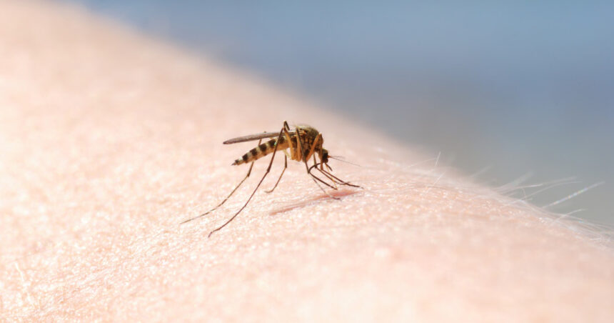 patru cazuri de infectie cu virusul west nile au fost inregistrate in aceasta vara in romania 689c0f129d32a