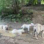 primaria eforie anunta licitatie pentru servicii veterinare de capturare a cainilor vezi cat va scoate din conturi 6891a193242b6