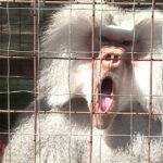 scandalul babuinilor eutanasiati continua directorul gradinii zoologice din nurnberg a primit amenintari cu moartea 6892099a5b3dc