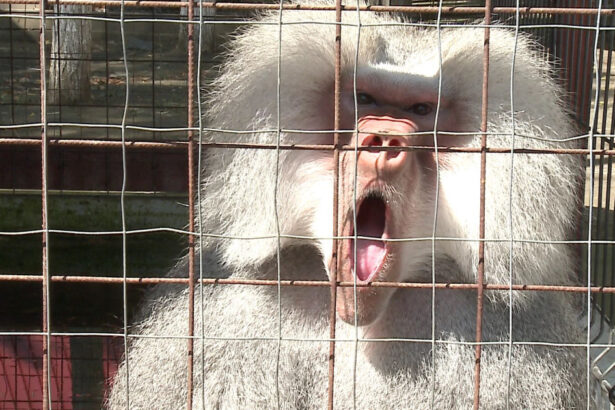 scandalul babuinilor eutanasiati continua directorul gradinii zoologice din nurnberg a primit amenintari cu moartea 6892099a5b3dc