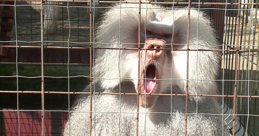 scandalul babuinilor eutanasiati continua directorul gradinii zoologice din nurnberg a primit amenintari cu moartea 6892099a5b3dc