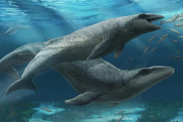 simpatica dar fioroasa o noua specie de balena veche de 25 de milioane de ani 68a9e1792d050