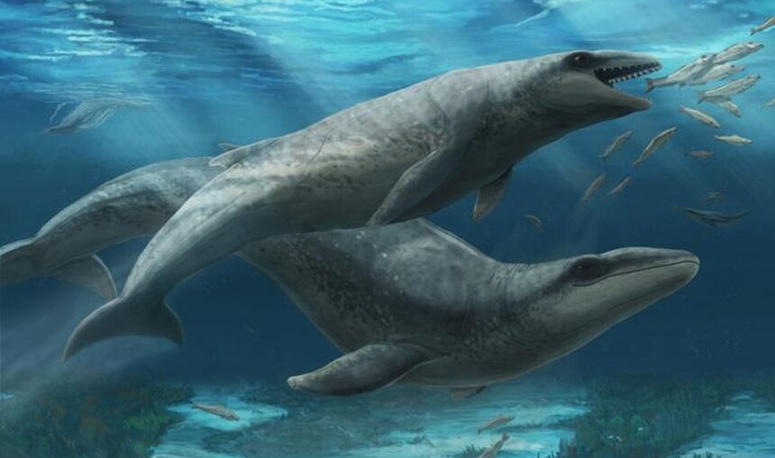 simpatica dar fioroasa o noua specie de balena veche de 25 de milioane de ani 68a9e1792d050