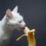 test de cultura generala pot pisicile sa manance banane 689a0197a62e5