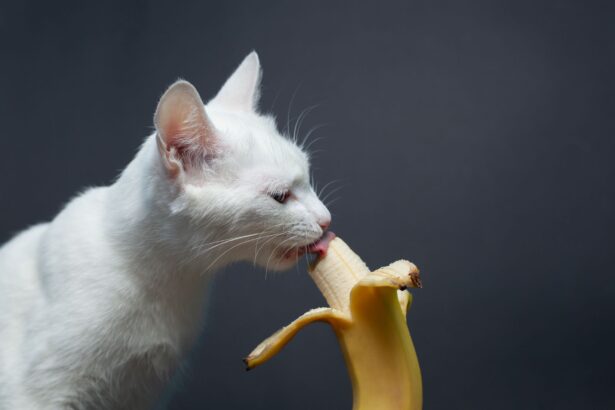 test de cultura generala pot pisicile sa manance banane 689a0197a62e5