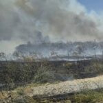 trafic rutier oprit pe autostrada a2 bucuresti constanta in urma unui incendiu de vegetatie 689482ac433d9