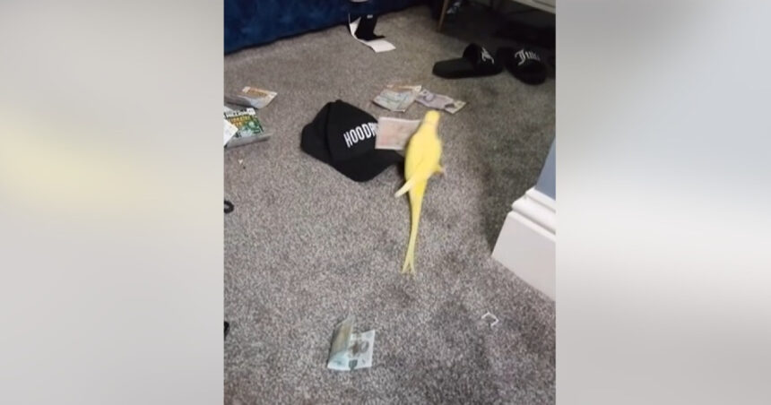 un papagal vorbitor i a ajutat pe politisti sa bage in inchisoare o retea de traficanti de droguri din marea britanie 68949768574f7