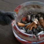 video fumatul pasiv poate afecta grav animalele de companie avertismentul medicilor veterinari pentru proprietarii de caini si pisici 68a93e167d3b5