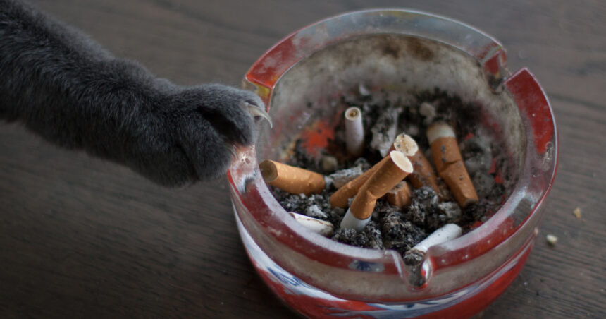 Fumatul pasiv poate afecta grav animalele de companie. Avertismentul medicilor veterinari pentru proprietarii de câini și pisici 1 video fumatul pasiv poate afecta grav animalele de companie avertismentul medicilor veterinari pentru proprietarii de caini si pisici 68a93e167d3b5