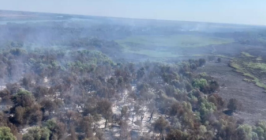 video incendii in delta dunarii sunt afectate aproape 70 de hectare de padure si vegetatie un alt foc a izbucnit in apropiere de plauru 68976f2f74bb3