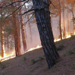 video incendiu pe coasta marii negre in apropierea vilei lui putin in urma prabusirii unei drone peste 100 de pompieri rusi mobilizati 68b17477b3c81
