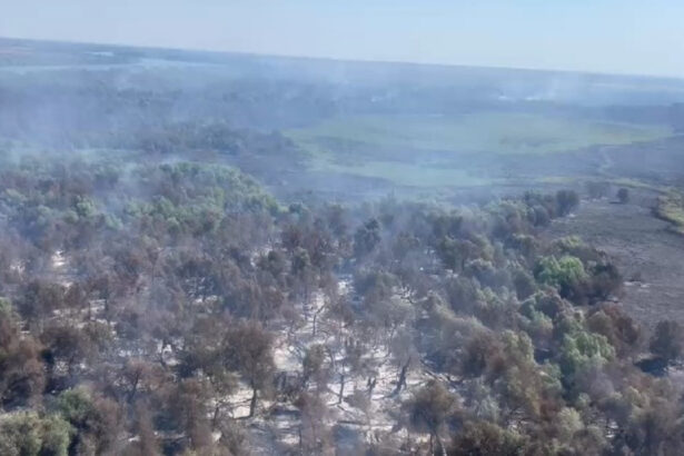 video incendiul din delta dunarii s a extins ard 75 de hectare raed arafat sunt trei focare care fumega doua cu flacara 6898a44ec0498