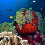 video marea bariera de corali sufera cel mai grav declin din istorie 689306a3078ce