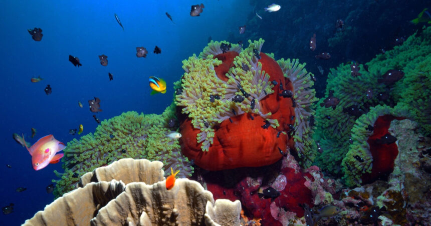 Marea Barieră de Corali suferă cel mai grav declin din istorie 1 video marea bariera de corali sufera cel mai grav declin din istorie 689306a3078ce