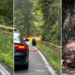 video ursii din romania au ajuns in presa internationala ce scrie new york times despre animalele care seamana teroare in satele de munte 68b1404d1b678