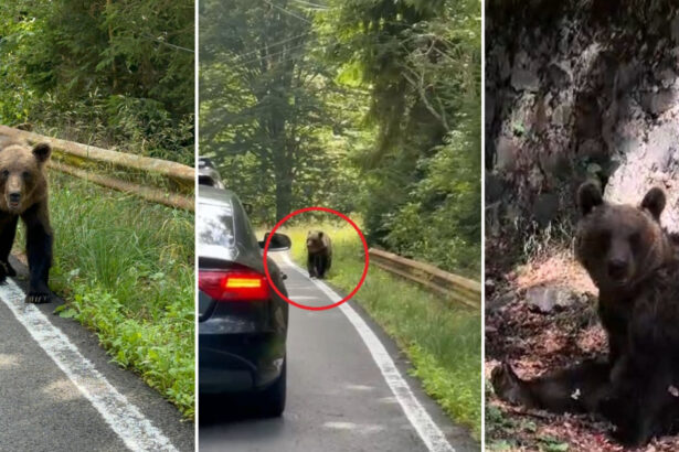 video ursii din romania au ajuns in presa internationala ce scrie new york times despre animalele care seamana teroare in satele de munte 68b1404d1b678