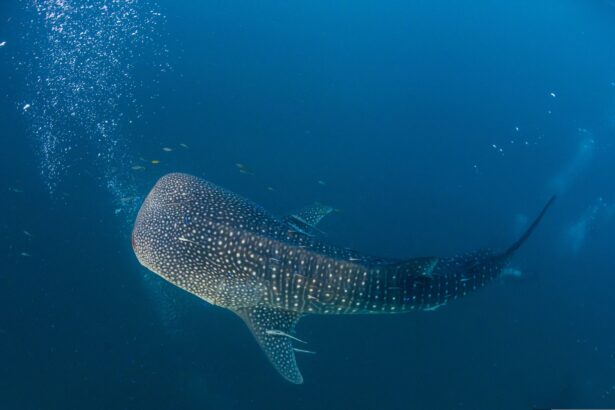 a fost observat primul rechin urias cu o deformare severa 68d7f0e19ffdd