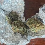 adolescent depistat de jandarmi cu substante interzise in municipiul constanta 68c805ad52437