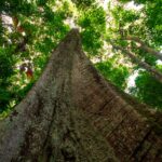 arborii din padurea amazoniana au devenit tot mai grasi in ultimii 30 de ani 68daa94eb5229