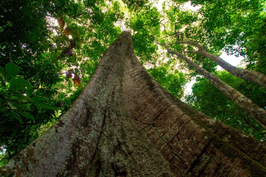 arborii din padurea amazoniana au devenit tot mai grasi in ultimii 30 de ani 68daa94eb5229