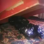 batrana violata si omorata gasita sub pat dosar de omor din 1999 din tulcea solutionat pe baza probelor adn inculpatul propus pentru arestare astazi 68d53300b9d45