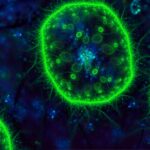 cel mai abundent organism al pamantului care produce o treime din oxigenul din lume in pericol din cauza incalzirii oceanelor 68d43bbc22ed6
