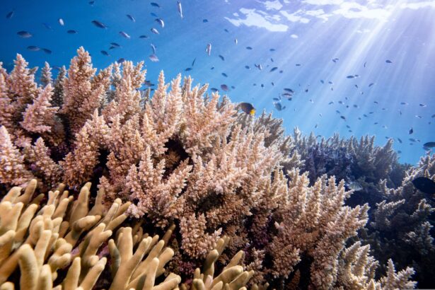 cercetatorii japonezi au descifrat un mecanism unic al coralilor 68c19ca389723