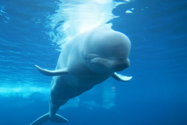 cine mi a spus sa ies vocile ciudate auzite de oamenii de stiinta intr un acvariu in 1984 68da315f41891