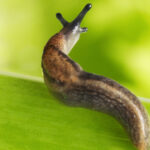 cum a reusit un limax sa terorizeze locatarii unui bloc din germania politistii l au prins in flagrant 68bf175de42f9