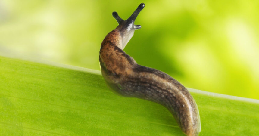 cum a reusit un limax sa terorizeze locatarii unui bloc din germania politistii l au prins in flagrant 68bf175de42f9