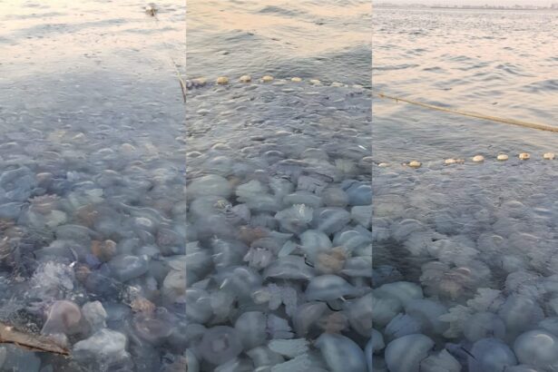 fotovideo invazie de meduze la agigea explicatia specialistilor 68b960242d3c3
