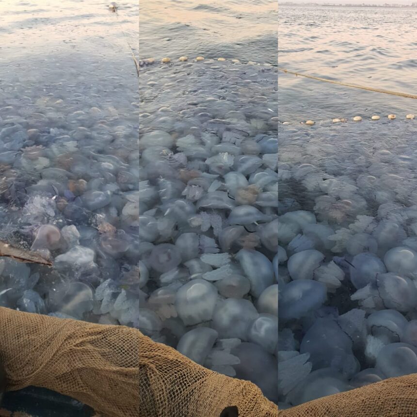 fotovideo invazie de meduze la agigea explicatia specialistilor 68b960242d3c3