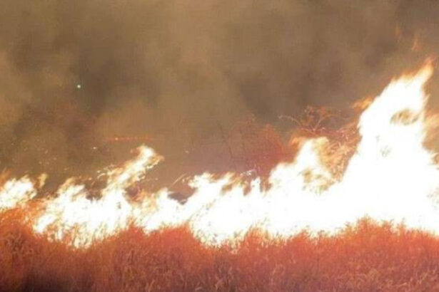 incendiu puternic de vegetatie in apropiere de ploiesti 80 de hectare au fost mistuite zeci de pompieri mobilizati 68bd083ce0f3f