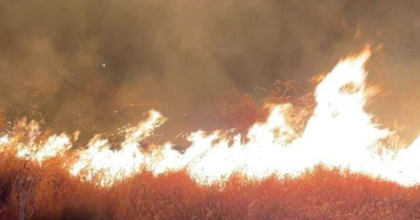 incendiu puternic de vegetatie in apropiere de ploiesti 80 de hectare au fost mistuite zeci de pompieri mobilizati 68bd083ce0f3f