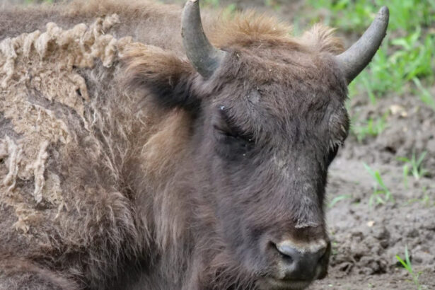 lovitura pentru programul de repopulare a zimbrilor 21 de animale au fost gasite moarte in muntii tarcu anuntul autoritatilor 68d3b4b97b8d3