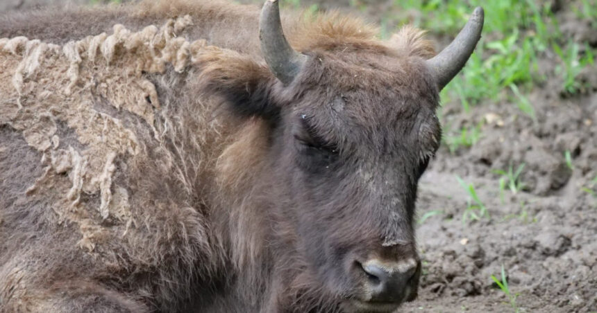 lovitura pentru programul de repopulare a zimbrilor 21 de animale au fost gasite moarte in muntii tarcu anuntul autoritatilor 68d3b4b97b8d3