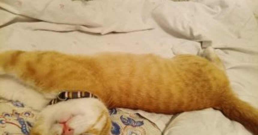 patru ani si jumatate impreuna in captivitate in rusia un soldat s a intors acasa impreuna cu pisica sa credincioasa 68b5f2a0acb7a