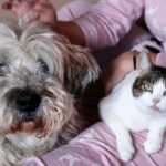 peste jumatate dintre romani au animale de companie ce prefera intre caini si pisici sondaj inscop 68d506189301e