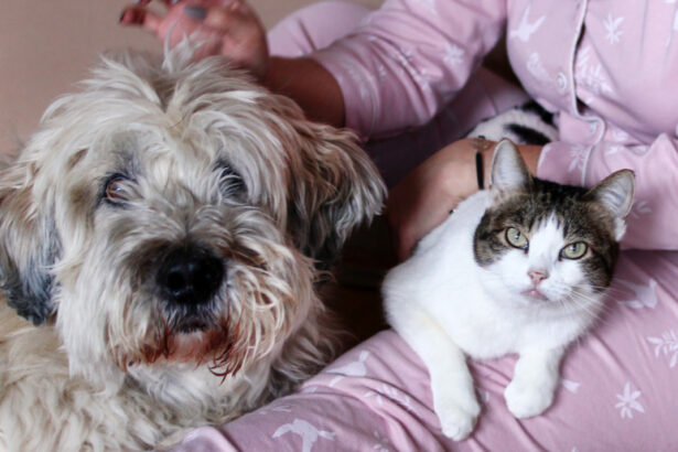 peste jumatate dintre romani au animale de companie ce prefera intre caini si pisici sondaj inscop 68d506189301e