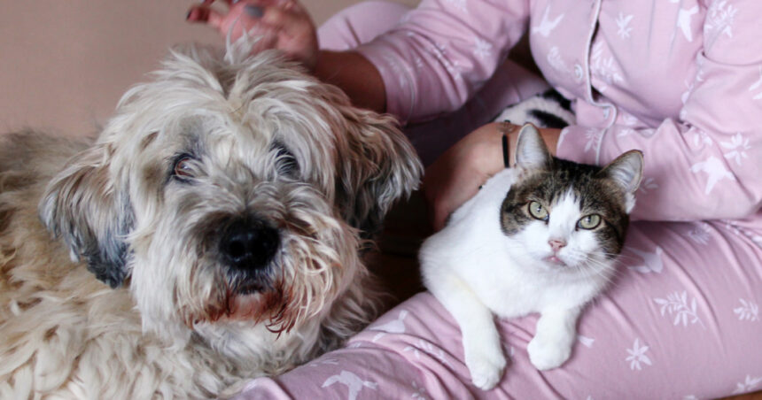 peste jumatate dintre romani au animale de companie ce prefera intre caini si pisici sondaj inscop 68d506189301e