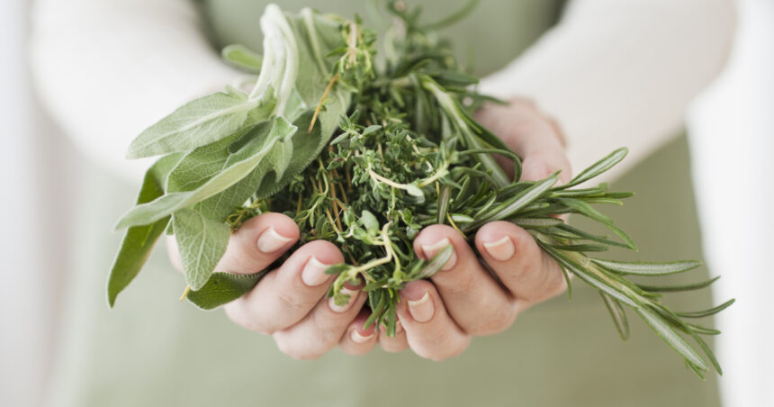 planta pe care medicii o recomanda pentru intarirea imunitatii ajuta la prevenirea racelilor de sezon 68cf84184deb9