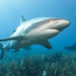 rechinii specie care exista pe acest pamant de peste 400 de milioane de ani incep sa aiba probleme cu dintii 68b8622d0e46e