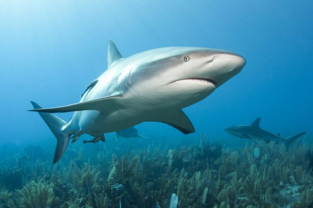 rechinii specie care exista pe acest pamant de peste 400 de milioane de ani incep sa aiba probleme cu dintii 68b8622d0e46e