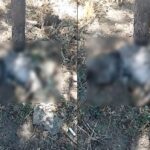 scandalul pisicilor moarte in constanta a escaladat presedintele unei asociatii de proprietari a fost amenintat iar cazul a ajuns in instanta 68c9dabb135b2